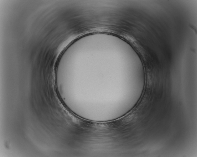 X0000099931286200806061445