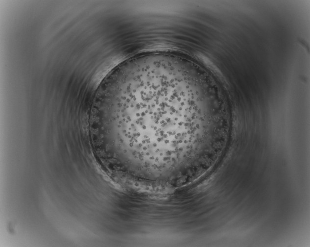 X0000099931329200806061445