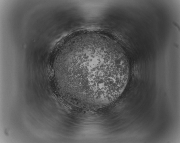 X0000099931398200806061442