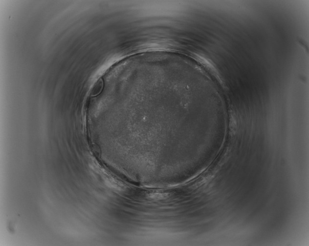 X0000099931419200806061443