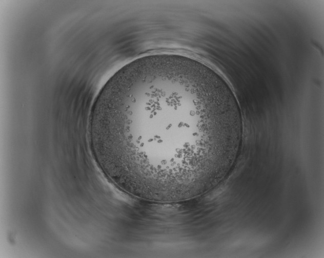 X0000099931533200806061441