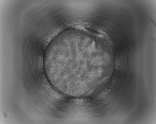 X0000099930394200806131407