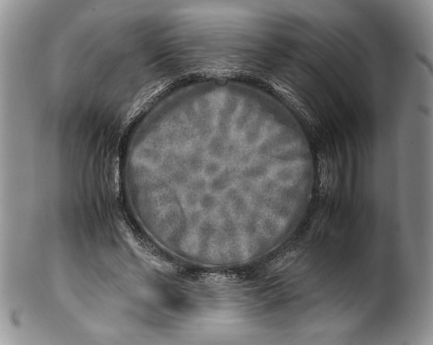 X0000099930494200806131406