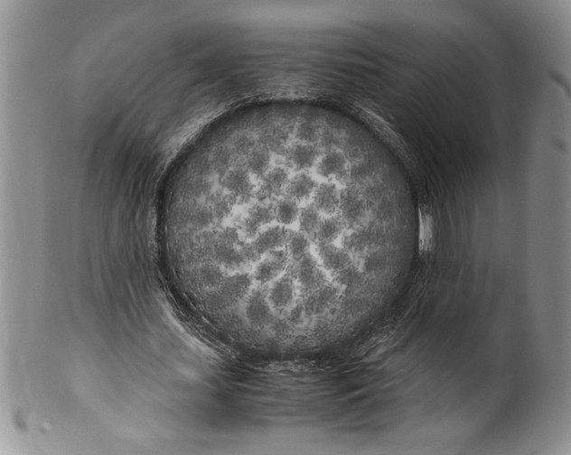 X0000099930627200806131403