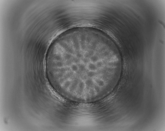 X0000099930840200806131401