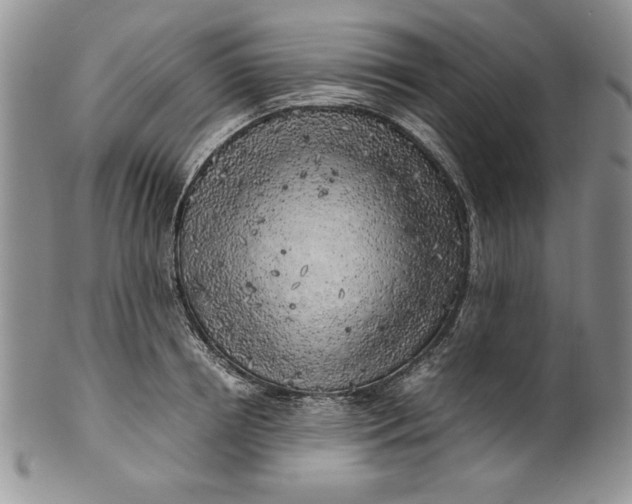 X0000099930850200806131401