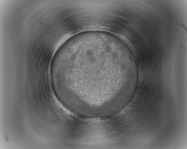 X0000099930990200806131358