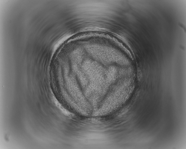 X0000099930995200806131358