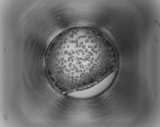 X0000099931226200806131355