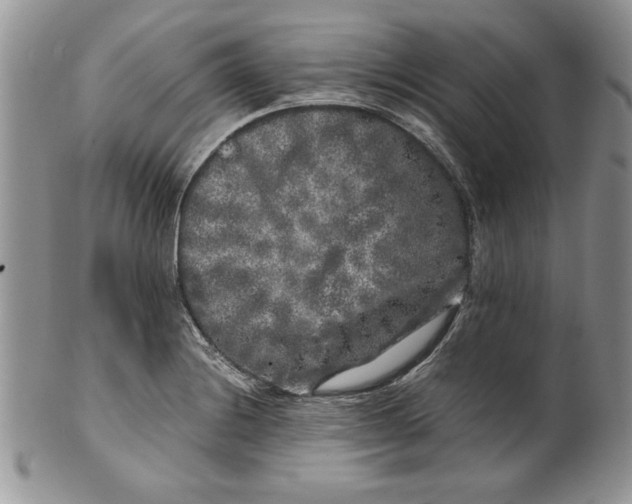 X0000099931228200806131355