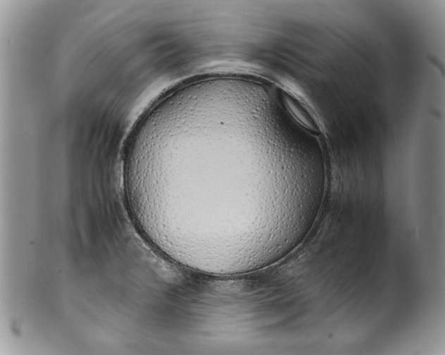 X0000099931376200806131352