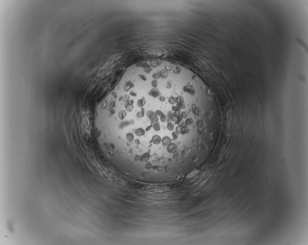 X0000099931394200806131352