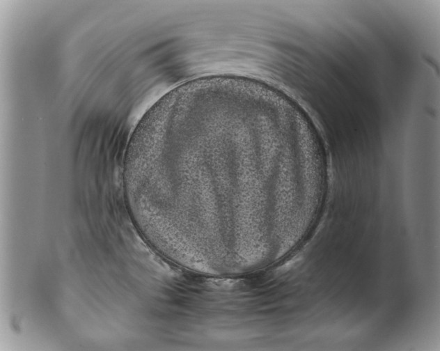 X0000099931529200806131351