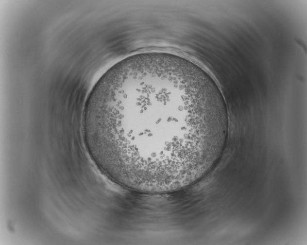 X0000099931533200806131351