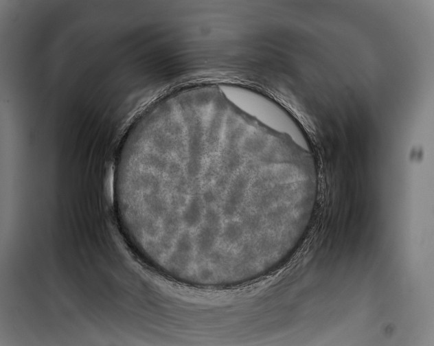 X0000099930014200806201107