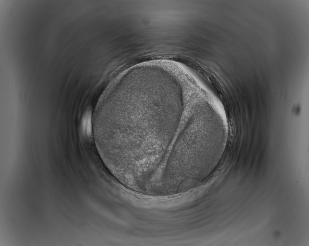 X0000099930046200806201107