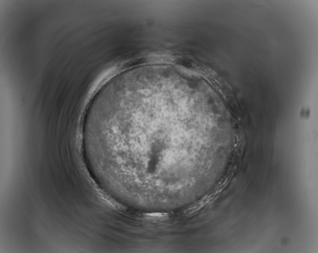 X0000099930053200806201106