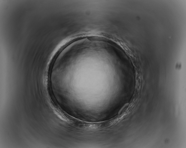 X0000099930056200806201106