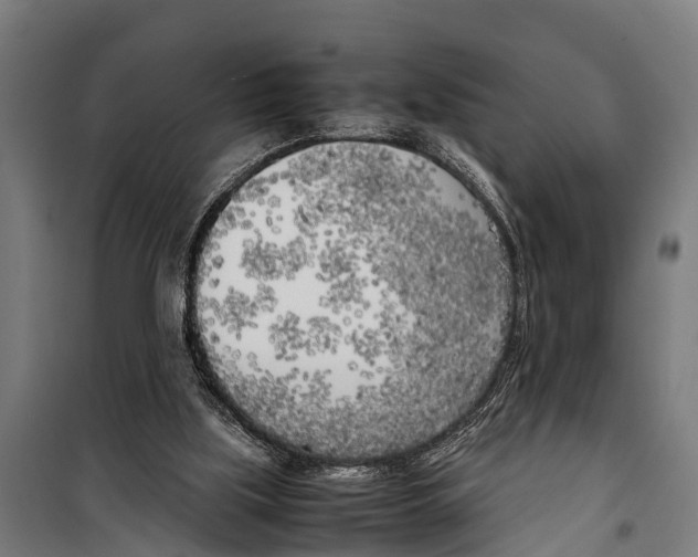 X0000099930059200806201106