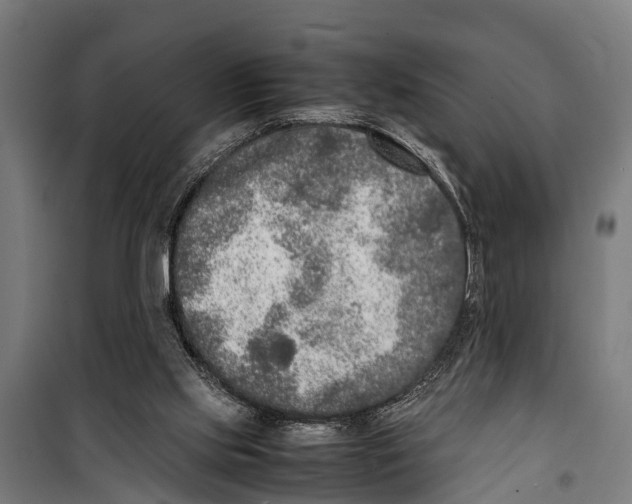 X0000099930061200806201106