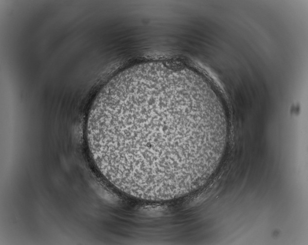 X0000099930065200806201106