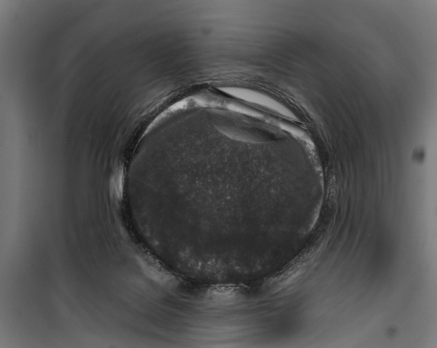 X0000099930076200806201107