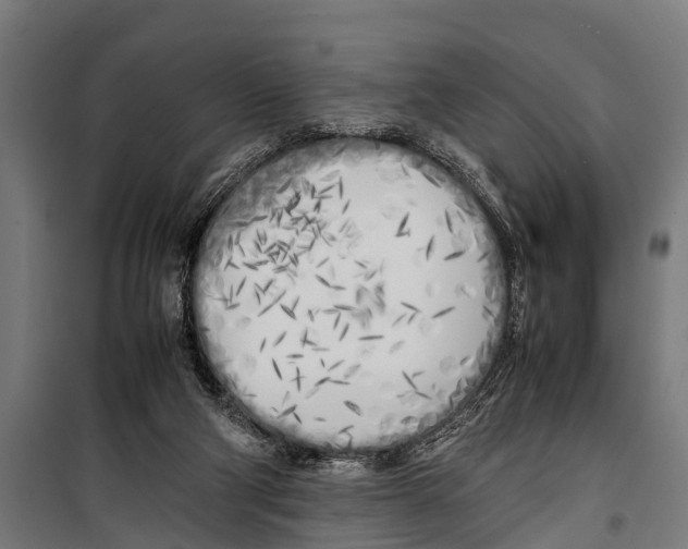 X0000099930114200806201106