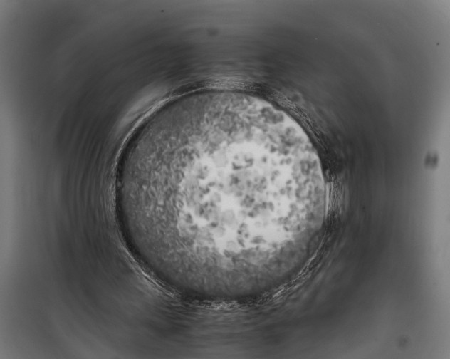 X0000099930243200806201103