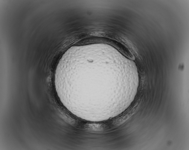 X0000099930265200806201103