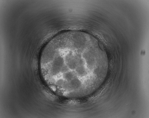 X0000099930303200806201103