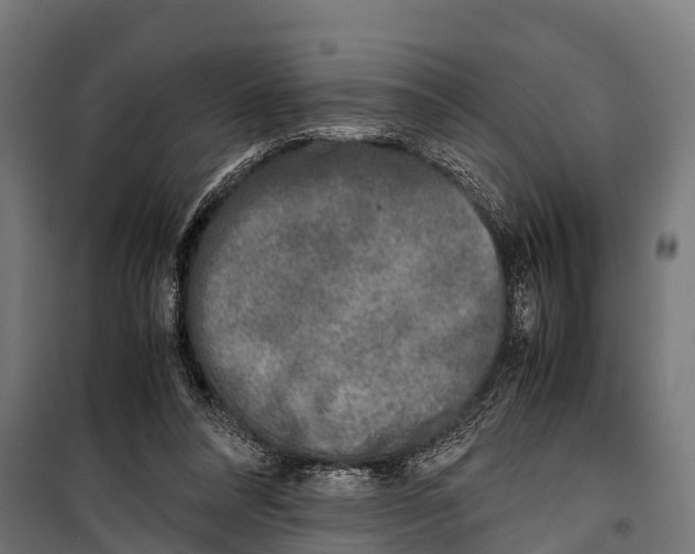 X0000099930304200806201103