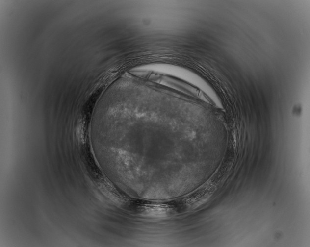 X0000099930316200806201103