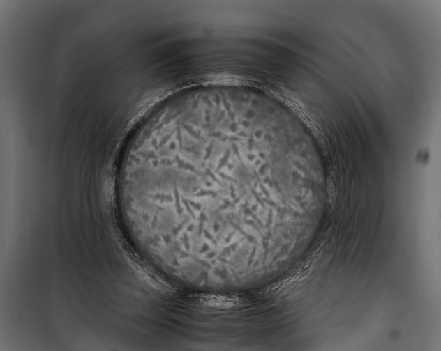 X0000099930347200806201102