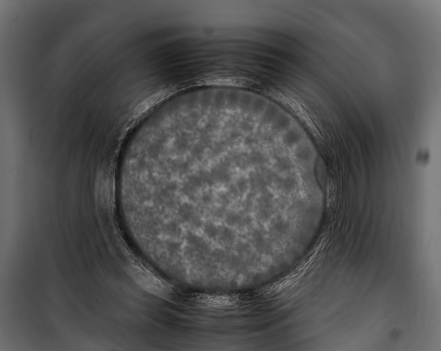 X0000099930349200806201102