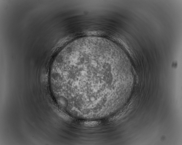 X0000099930357200806201102