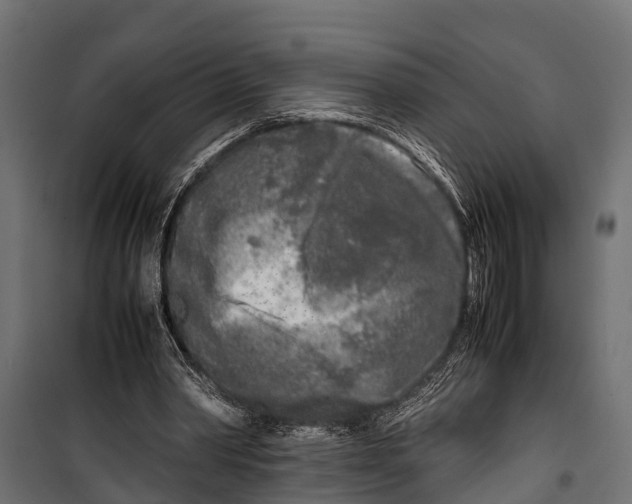 X0000099930390200806201102