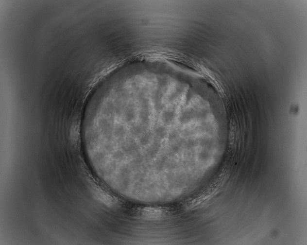 X0000099930394200806201102