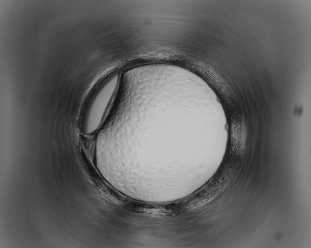 X0000099930396200806201102