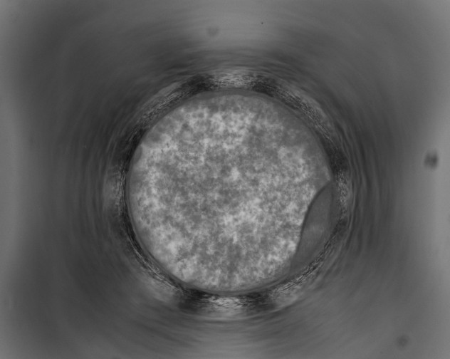 X0000099930409200806201101