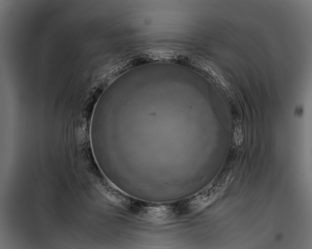 X0000099930411200806201101