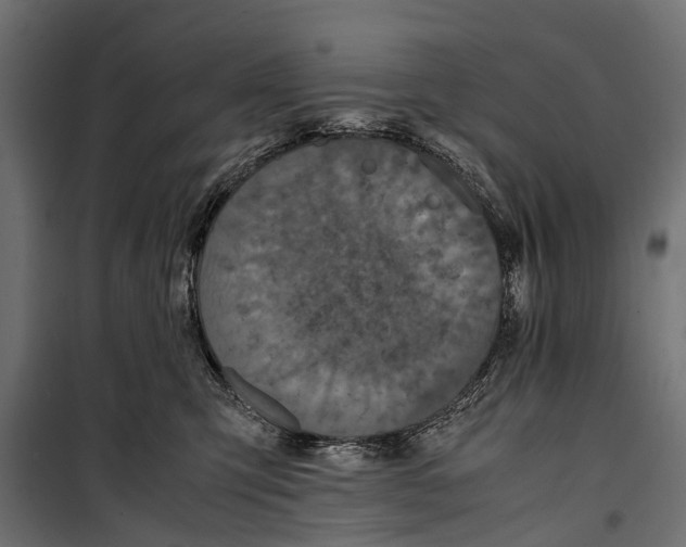 X0000099930423200806201101