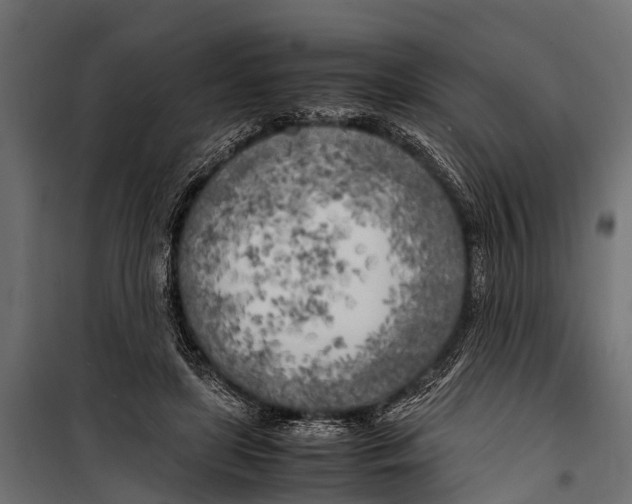 X0000099930451200806201100