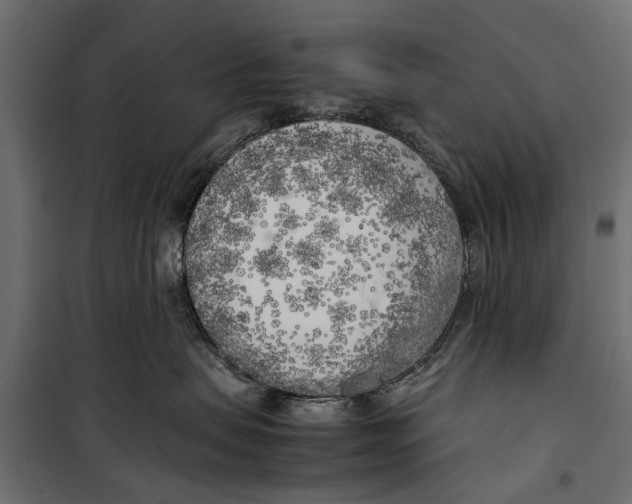 X0000099930479200806201101