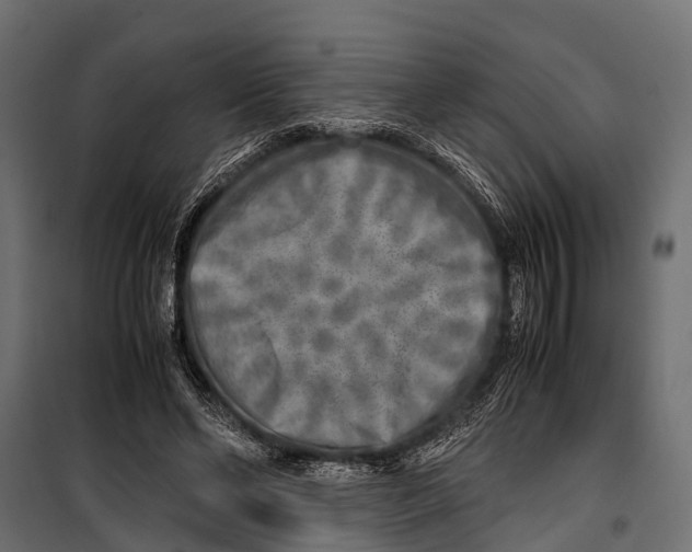 X0000099930494200806201100