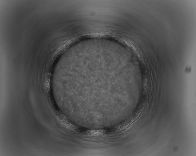 X0000099930495200806201100