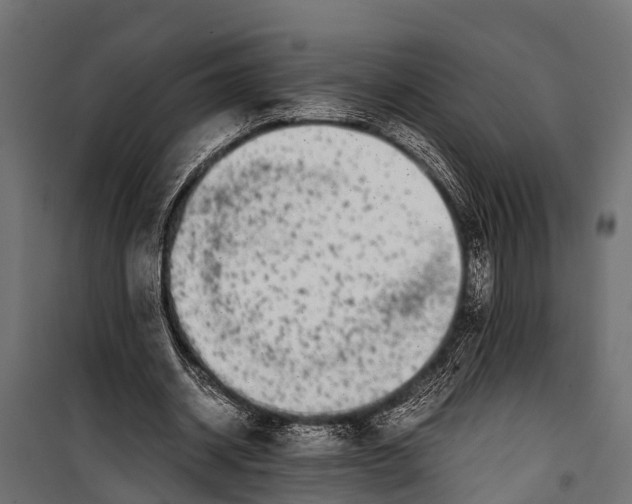 X0000099930534200806201059