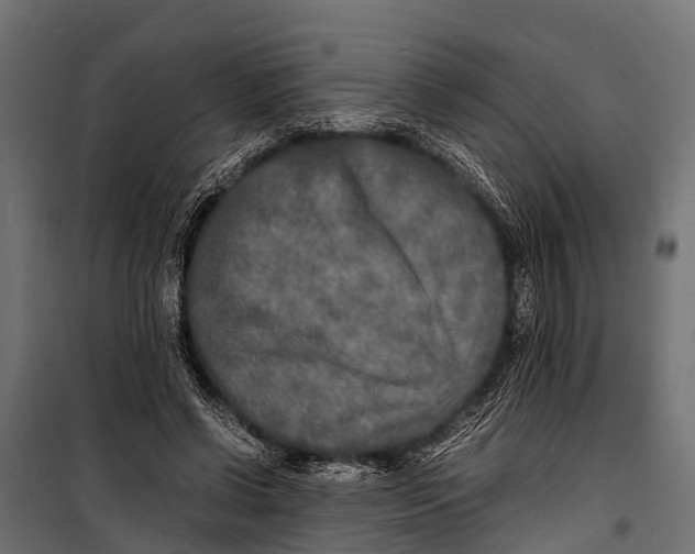 X0000099930542200806201059