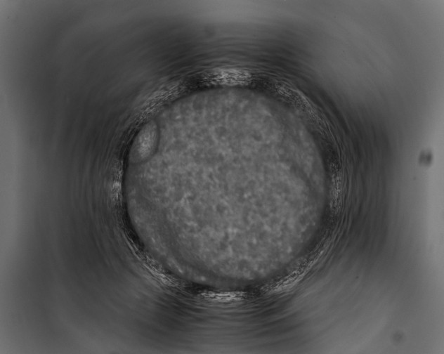 X0000099930553200806201059