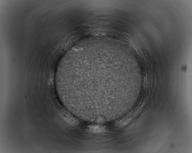 X0000099930561200806201059