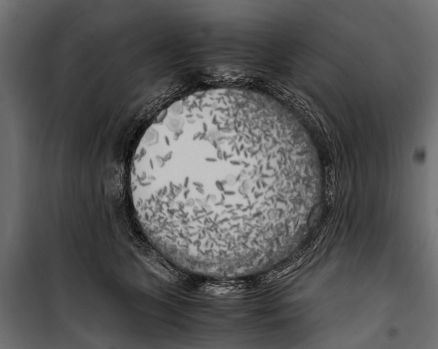 X0000099930563200806201059